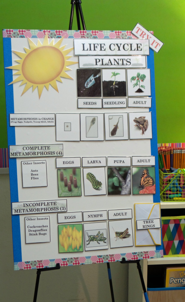 Plant Life Cycle Anchor Chart